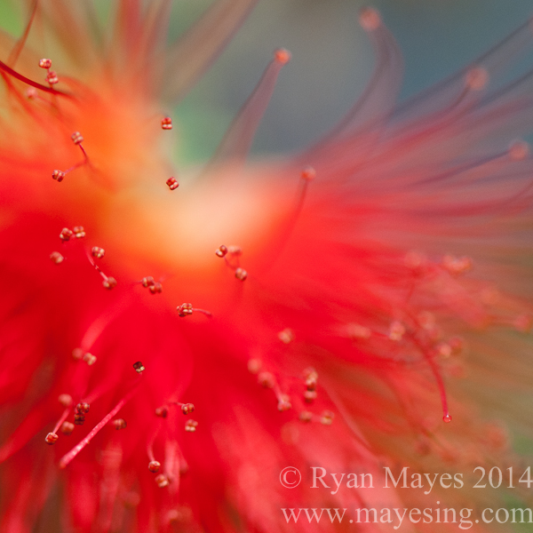 A collection of close-up and/or abstract images