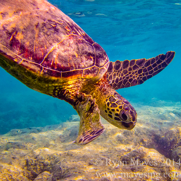 Portraits of animals