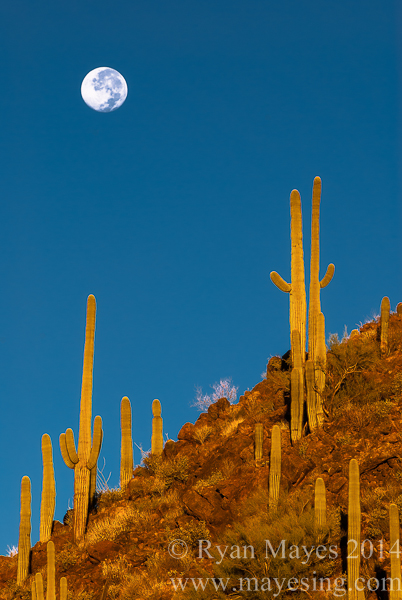 saguaro moonset